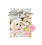 メロメロのMel♡dy ＆モッチモチのモッチー（個別スタンプ：2）