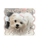 メロメロのMel♡dy ＆モッチモチのモッチー（個別スタンプ：18）