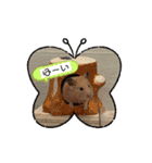 メロメロのMel♡dy ＆モッチモチのモッチー（個別スタンプ：31）