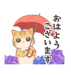 しとしと梅雨にゃんこ（個別スタンプ：1）