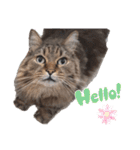 ラガマフィン ライルのねこスタンプ（個別スタンプ：3）