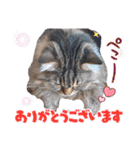 ラガマフィン ライルのねこスタンプ（個別スタンプ：13）
