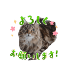 ラガマフィン ライルのねこスタンプ（個別スタンプ：19）