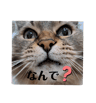 ラガマフィン ライルのねこスタンプ（個別スタンプ：25）