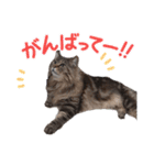 ラガマフィン ライルのねこスタンプ（個別スタンプ：29）