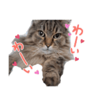 ラガマフィン ライルのねこスタンプ（個別スタンプ：30）