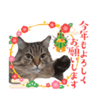 ラガマフィン ライルのねこスタンプ（個別スタンプ：40）