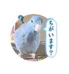 マメルリハ達19（個別スタンプ：1）