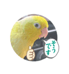 マメルリハ達19（個別スタンプ：3）