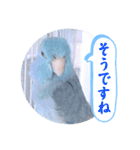マメルリハ達19（個別スタンプ：5）