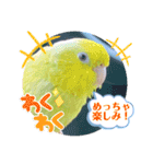 マメルリハ達19（個別スタンプ：7）