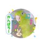 マメルリハ達19（個別スタンプ：10）