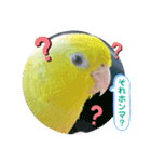 マメルリハ達19（個別スタンプ：11）