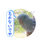 マメルリハ達19（個別スタンプ：12）