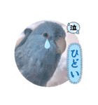 マメルリハ達19（個別スタンプ：17）