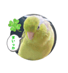 マメルリハ達19（個別スタンプ：18）