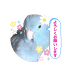 マメルリハ達19（個別スタンプ：21）