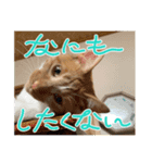 茶とらモナカスタンプ（個別スタンプ：3）