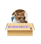 茶とらモナカスタンプ（個別スタンプ：5）