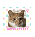 茶とらモナカスタンプ（個別スタンプ：6）