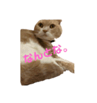 我が家のおネコさま（個別スタンプ：1）