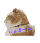 我が家のおネコさま（個別スタンプ：3）