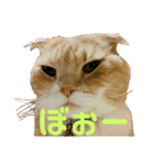 我が家のおネコさま（個別スタンプ：4）