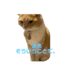 我が家のおネコさま（個別スタンプ：5）