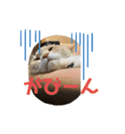 我が家のおネコさま（個別スタンプ：8）