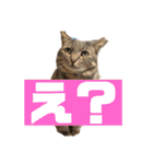 我が家のおネコさま（個別スタンプ：9）