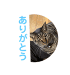 我が家のおネコさま（個別スタンプ：10）
