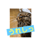 我が家のおネコさま（個別スタンプ：13）