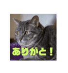 我が家のおネコさま（個別スタンプ：14）