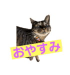 我が家のおネコさま（個別スタンプ：15）
