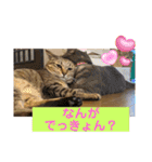 我が家のおネコさま（個別スタンプ：17）