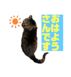 我が家のおネコさま（個別スタンプ：18）