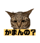 我が家のおネコさま（個別スタンプ：19）