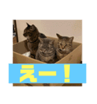 我が家のおネコさま（個別スタンプ：20）