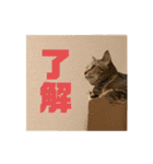 我が家のおネコさま（個別スタンプ：22）
