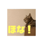 我が家のおネコさま（個別スタンプ：23）