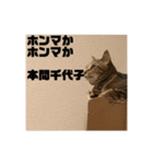 我が家のおネコさま（個別スタンプ：24）