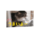 動くモジャ×3と野良猫ノーランド（個別スタンプ：9）