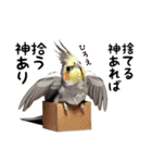 普通のオカメインコのスタンプです1（個別スタンプ：27）