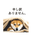 柴犬スタンプ：丁寧な言葉（個別スタンプ：6）