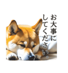 柴犬スタンプ：丁寧な言葉（個別スタンプ：15）