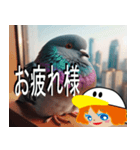 チャッキーの日常（鳩ちゃん）（個別スタンプ：5）