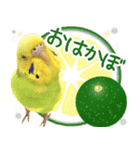 セキセイインコのかぼすちゃん！（個別スタンプ：1）