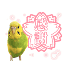 セキセイインコのかぼすちゃん！（個別スタンプ：2）