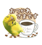 セキセイインコのかぼすちゃん！（個別スタンプ：3）