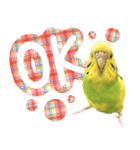 セキセイインコのかぼすちゃん！（個別スタンプ：4）